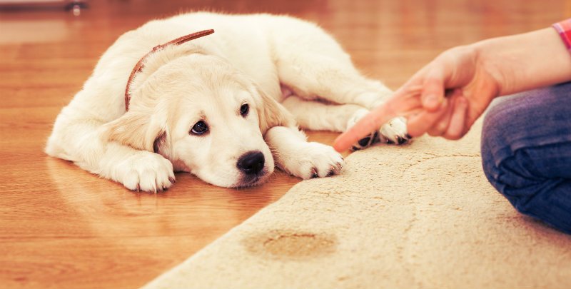cropped image of a woman pointing towards carpet and dog sitting besides