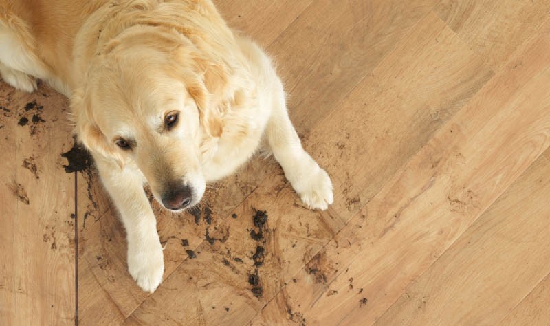 Dog with dirty footprints