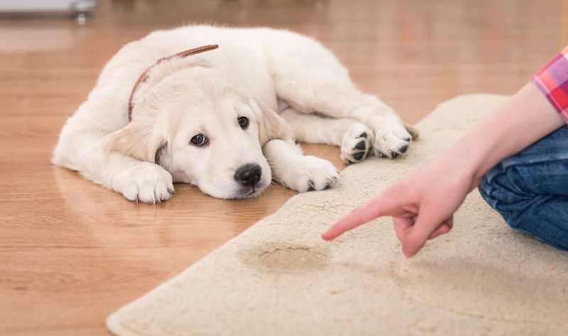 cropped picture of a person pointing dog messes on a carpet